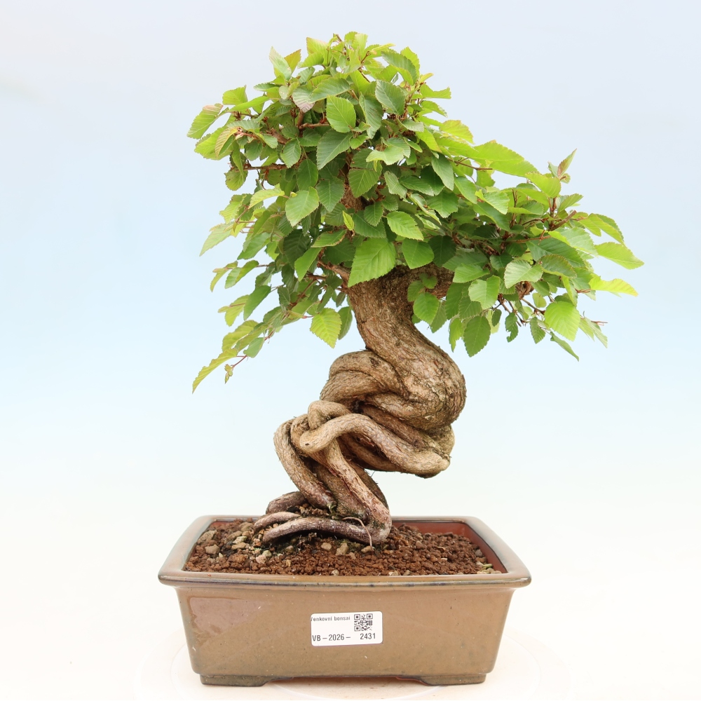 Bonsai für draußen - Karpinus Coreana - Koreanische Hainbuche