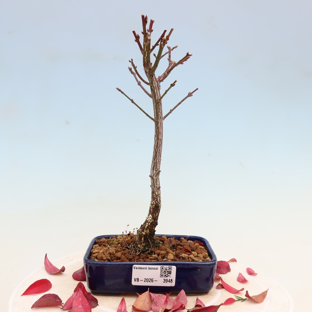 Bonsai für den Außenbereich – Euonymus alatus comactus – Flügel-Spindelstrauch