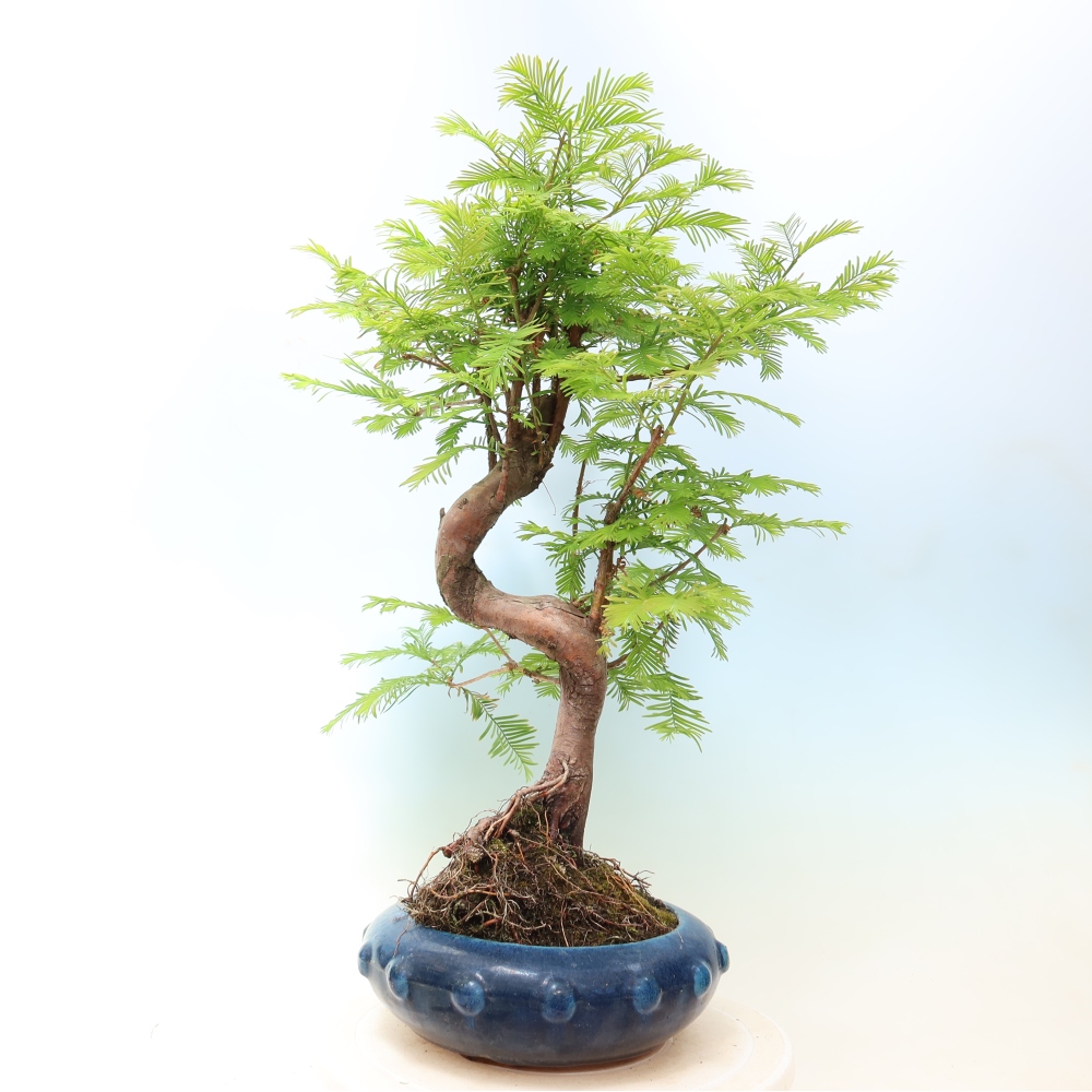 Bonsai für draußen - Metasequoia glyptostroboides - Chinesische Metasequoia