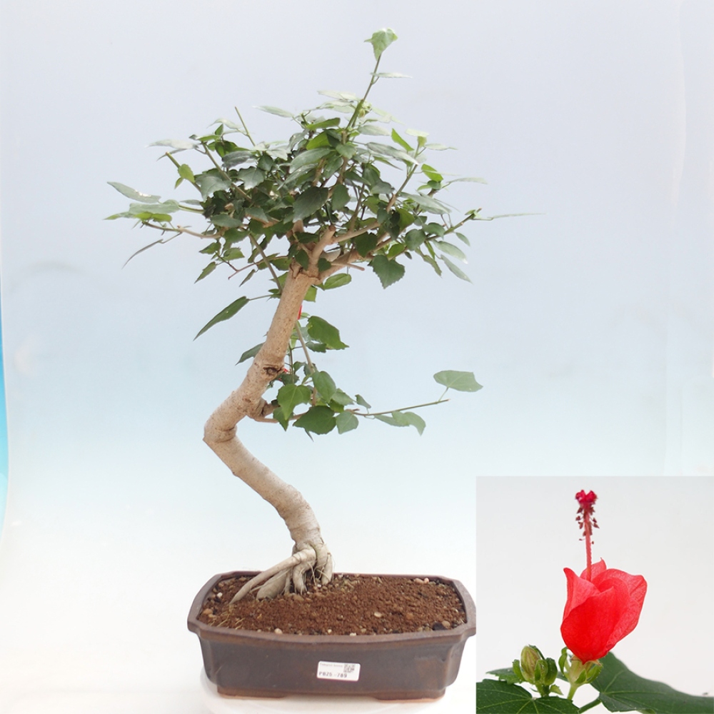 Zimmerbonsai - Malvaviscus arboreus