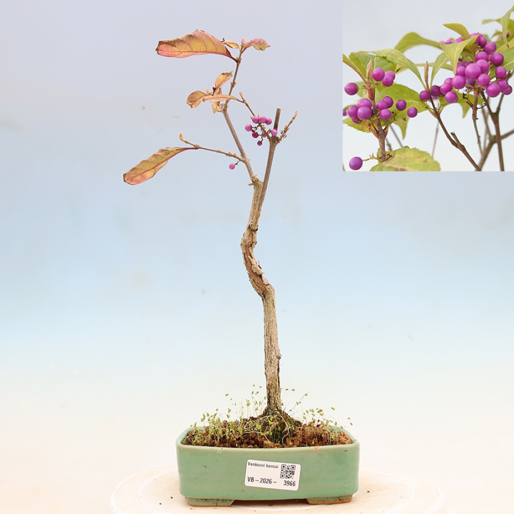 Outdoor-Bonsai - Callicarpa bodinierova Wucherung