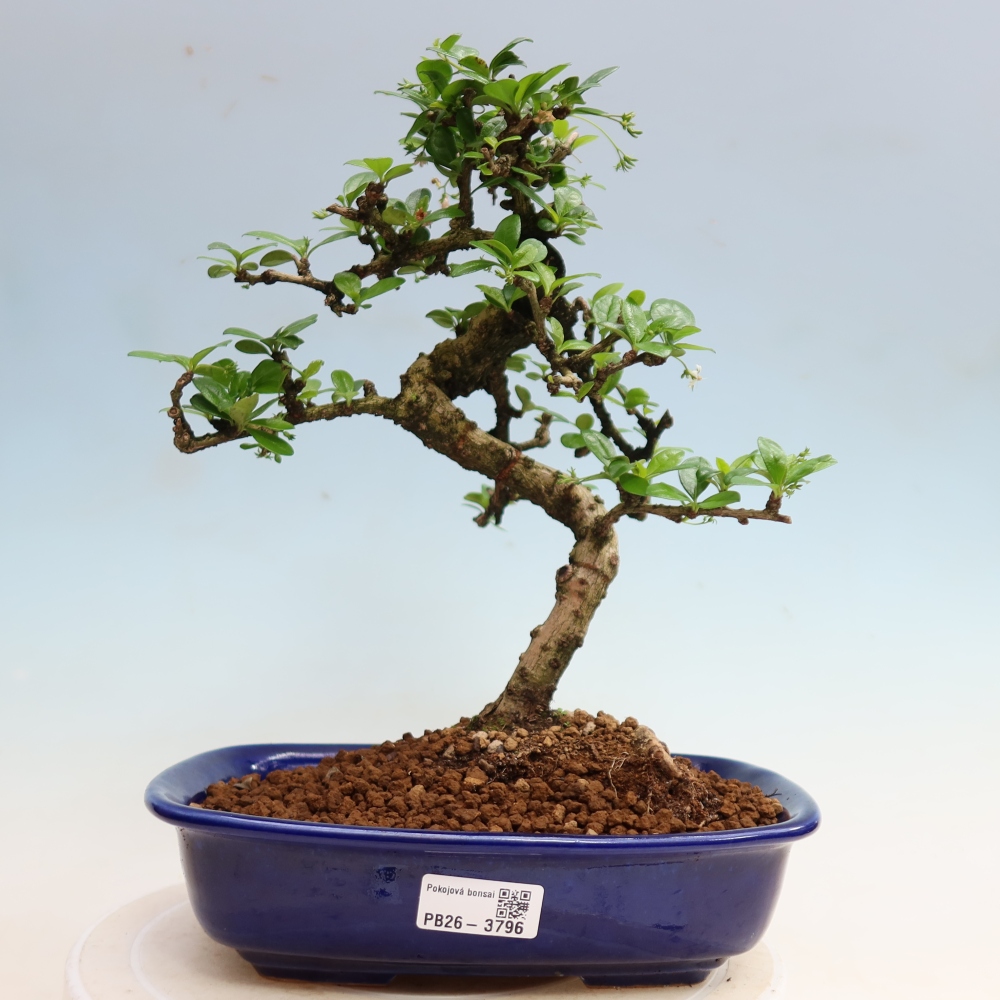 Zimmer-Bonsai - Carmona macrophylla - Tee-Fuki