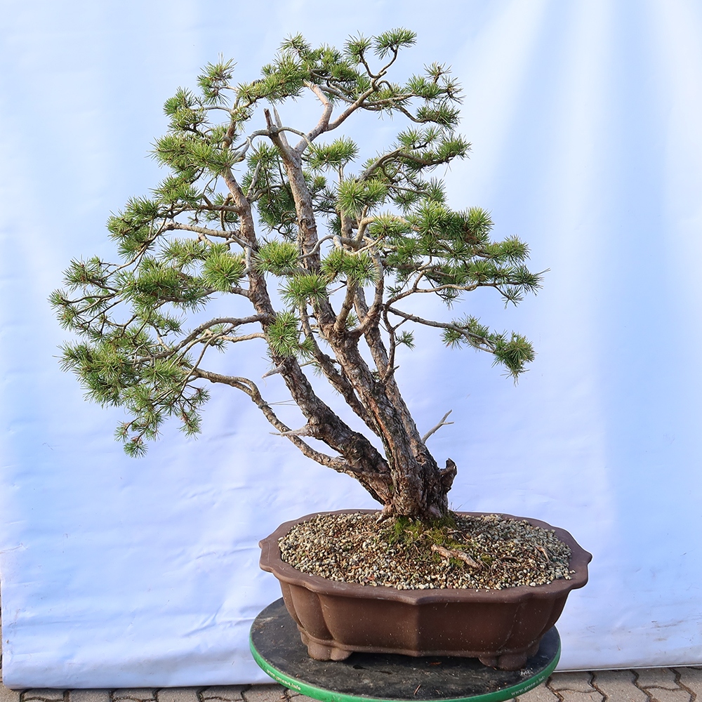 Pinus sylvestris Spanien – Waldkiefer