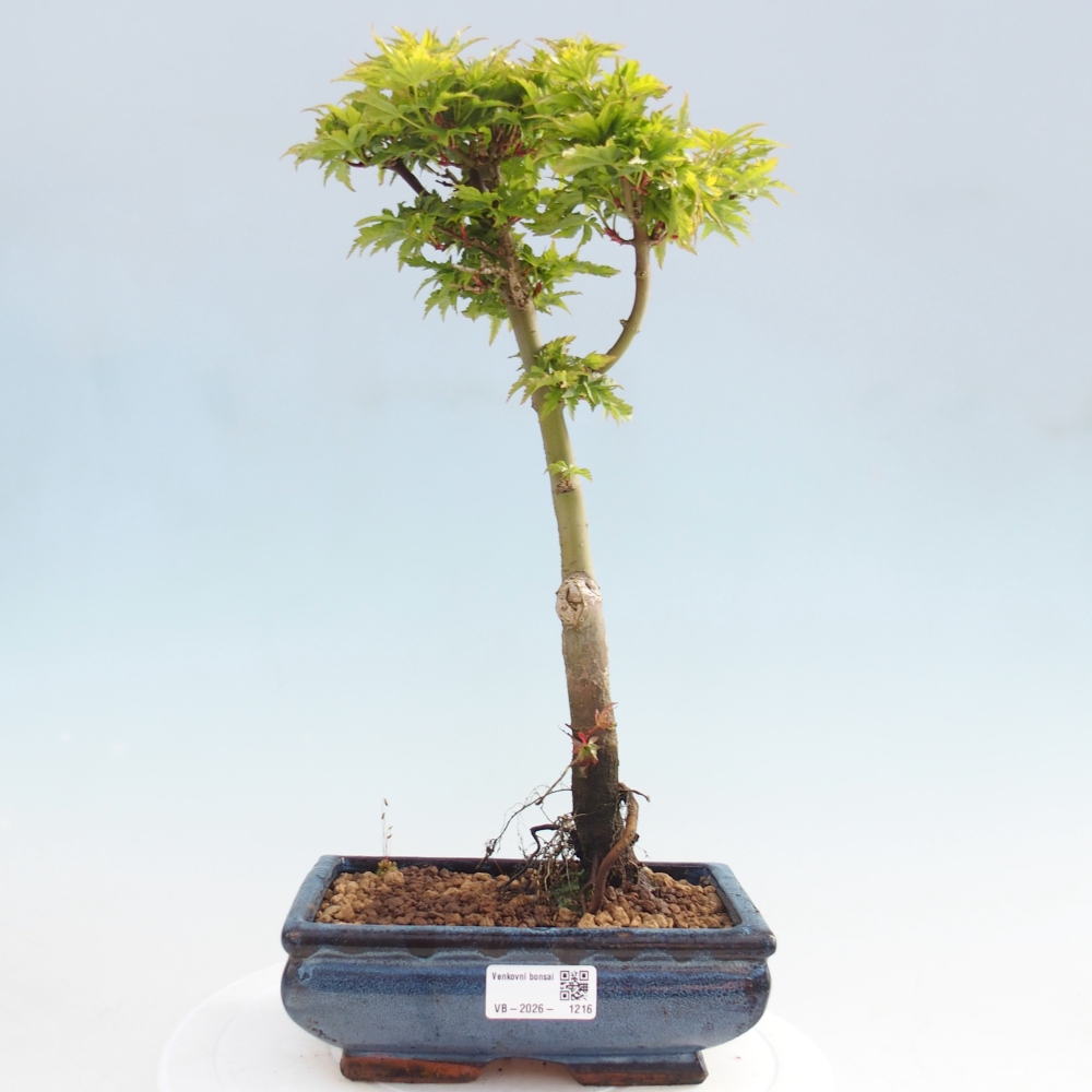 Bonsai für draußen -Javor-Palme Acer palmatum Shishigashira