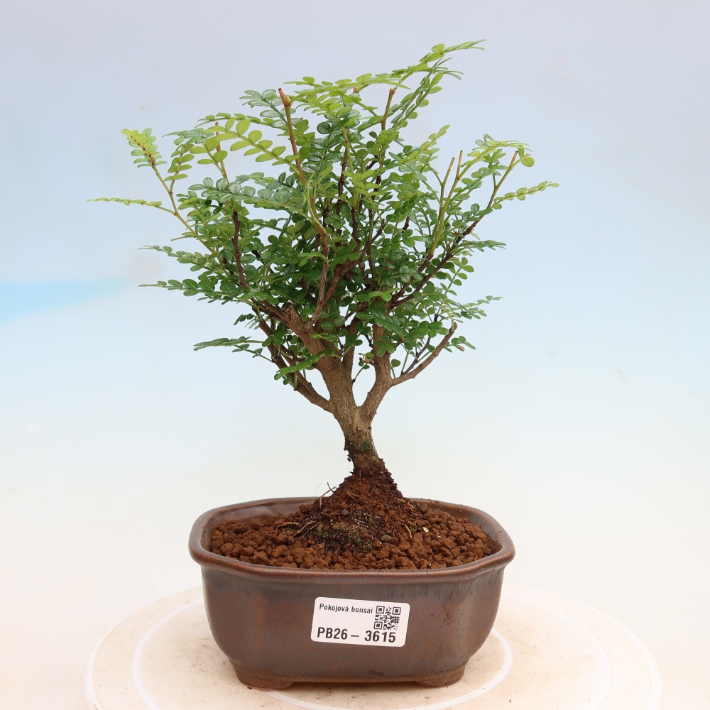 Zimmer Bonsai - Zantoxylum piperitum - Pfefferbaum