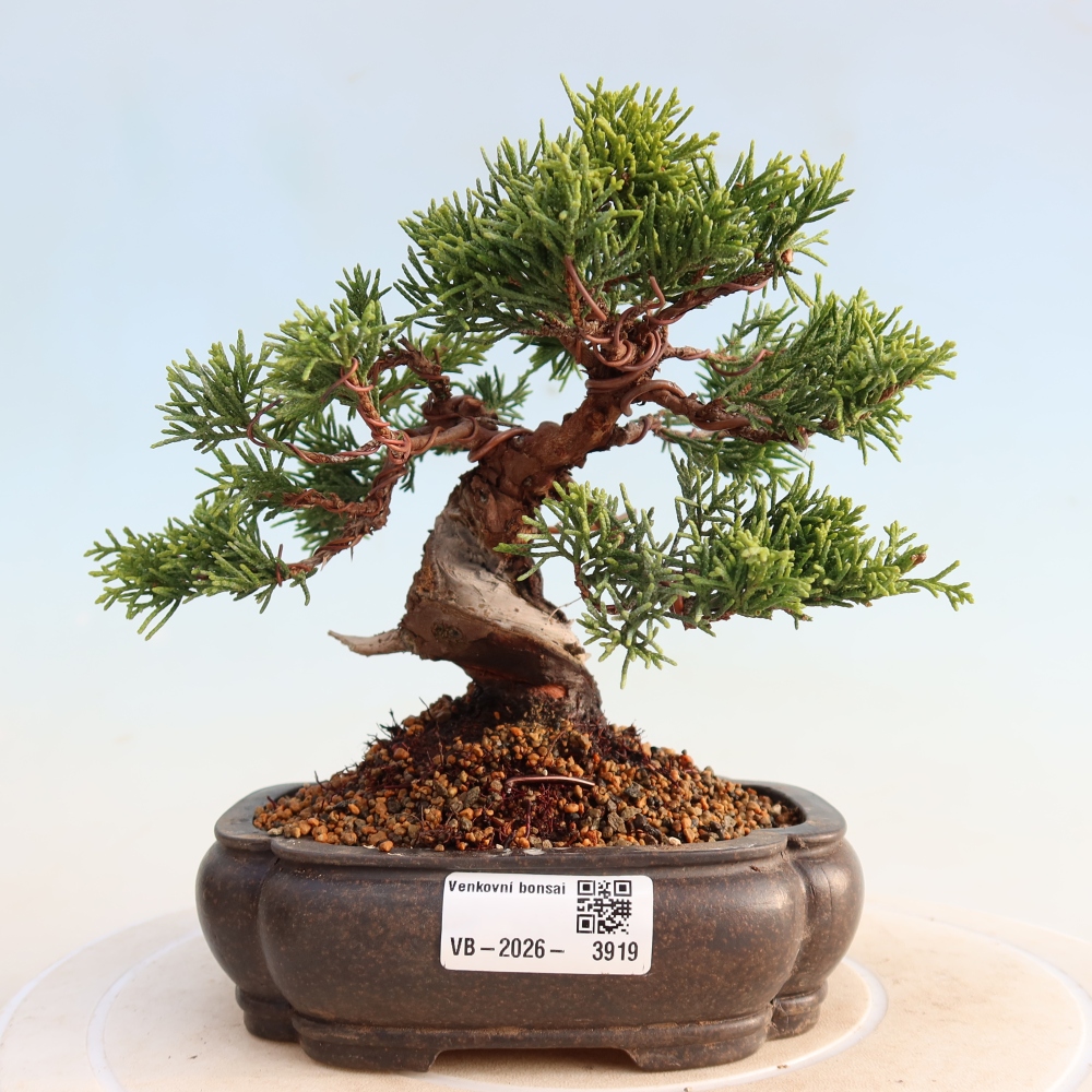 Bonsai für draußen - Juniperus chinensis Itoigawa