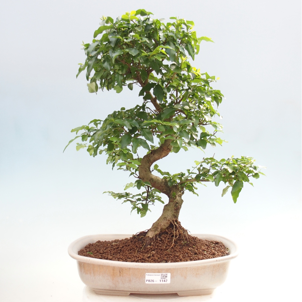 Zimmer Bonsai -Ligustrum chinensis - Vogelschnabel