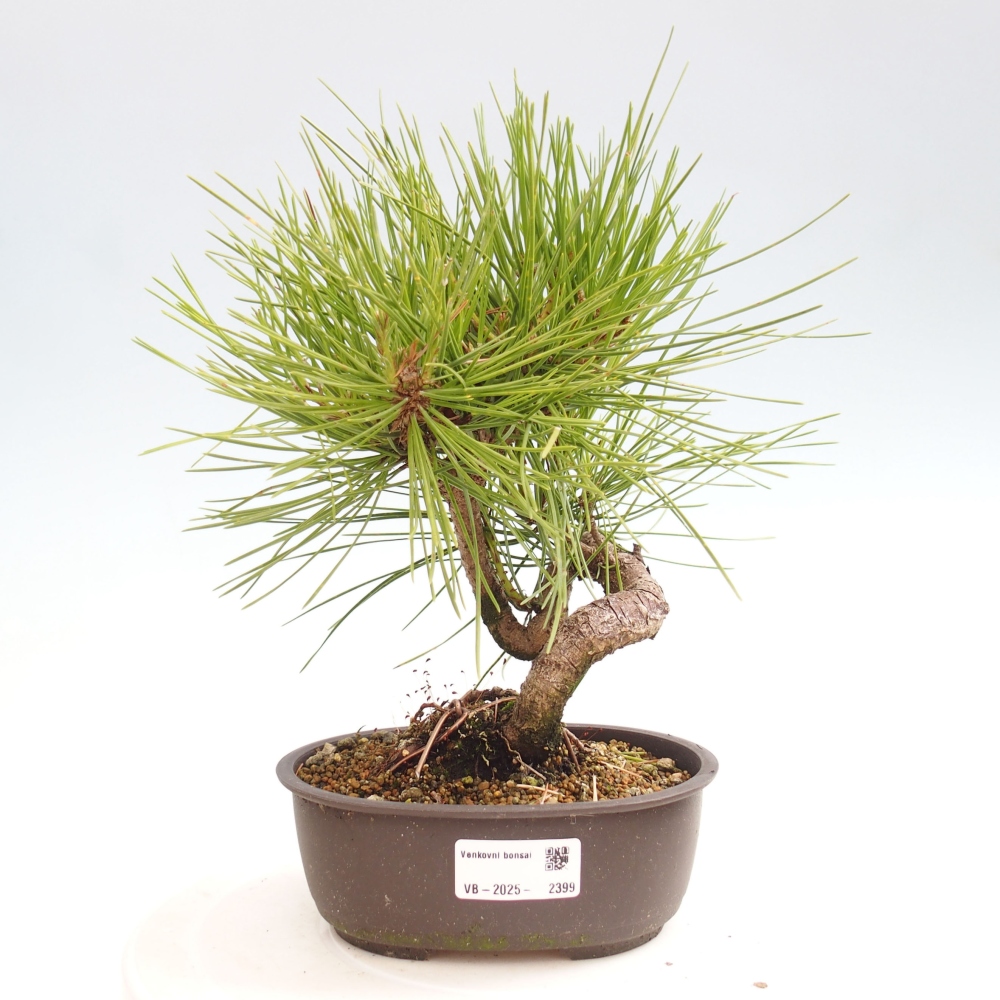 Bonsai für draußen - Pinus thunbergii - Thunberg-Kiefer