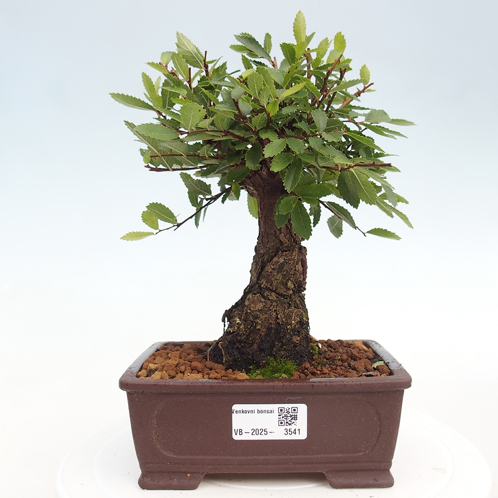 Bonsai für draußen - Zelkova - Zelkova NIRE