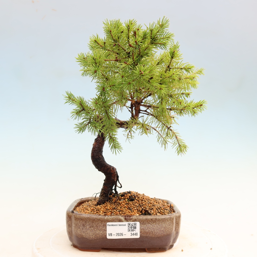 Bonsai für den Außenbereich – Graufichte – Picea glauca Globe
