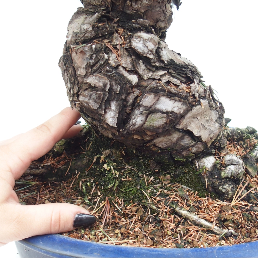 Bonsai für draußen - Pinus parviflora - Pinus parviflora