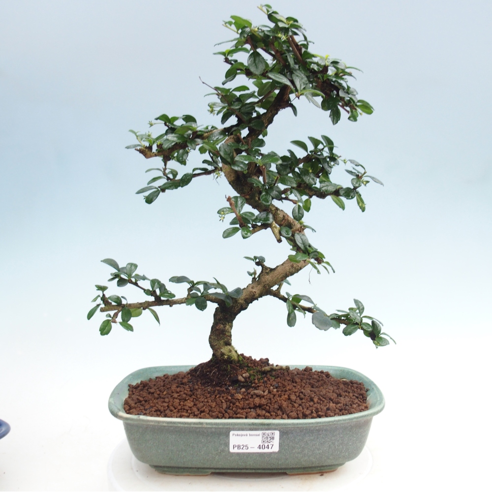 Zimmer-Bonsai - Carmona macrophylla - Tee-Fuki