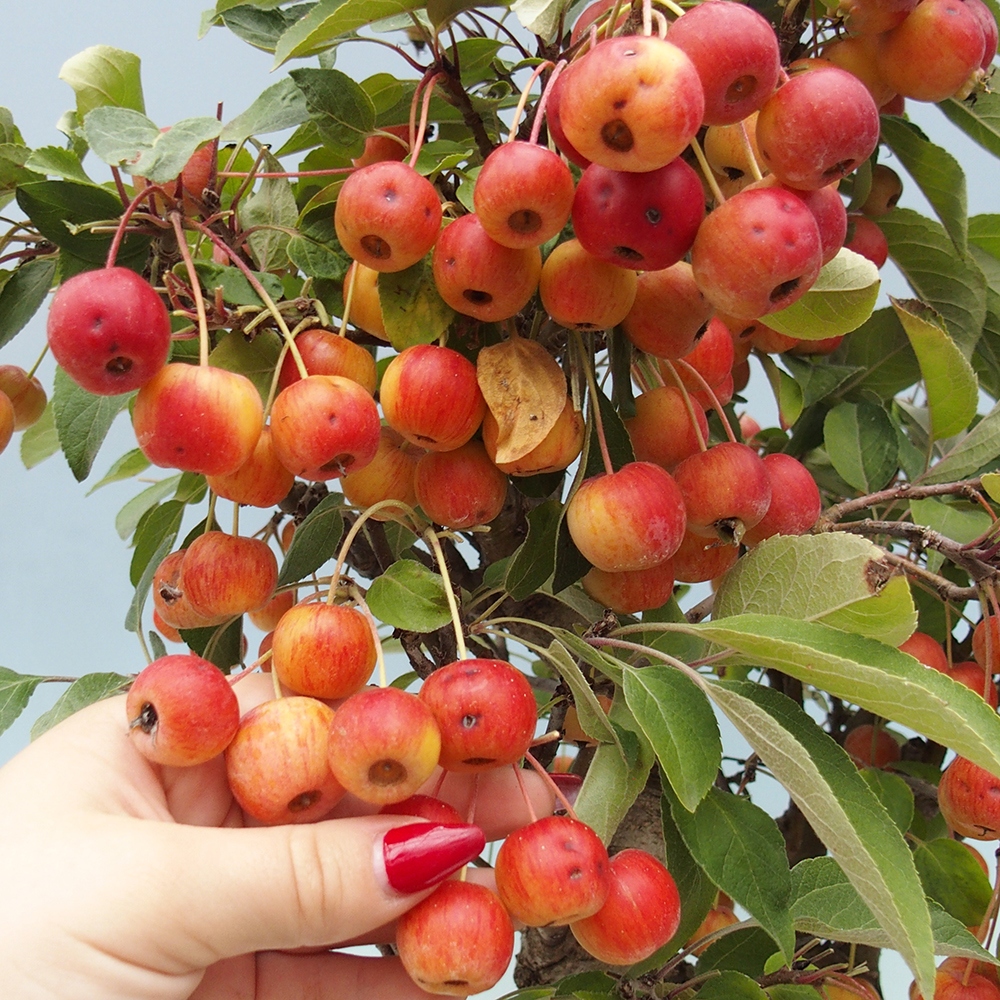 Outdoor-Bonsai -Malus halliana - Kleinfrüchtiger Apfelbaum