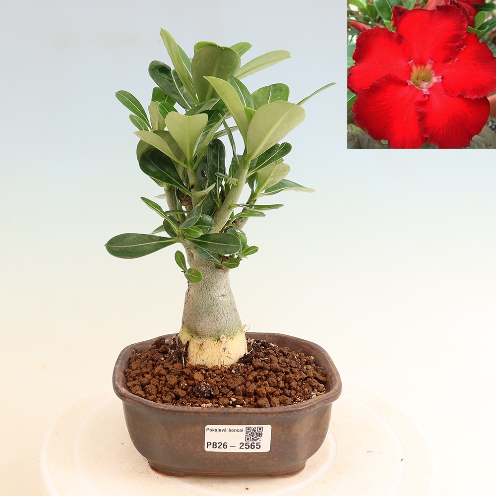 Zimmerbonsai – Adenium obesum „Red Star“ – Wüstenrose