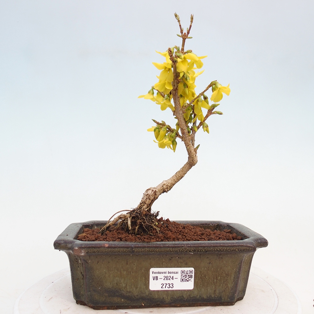 Bonsai für draußen - Zlatice - Forsythia intermedia