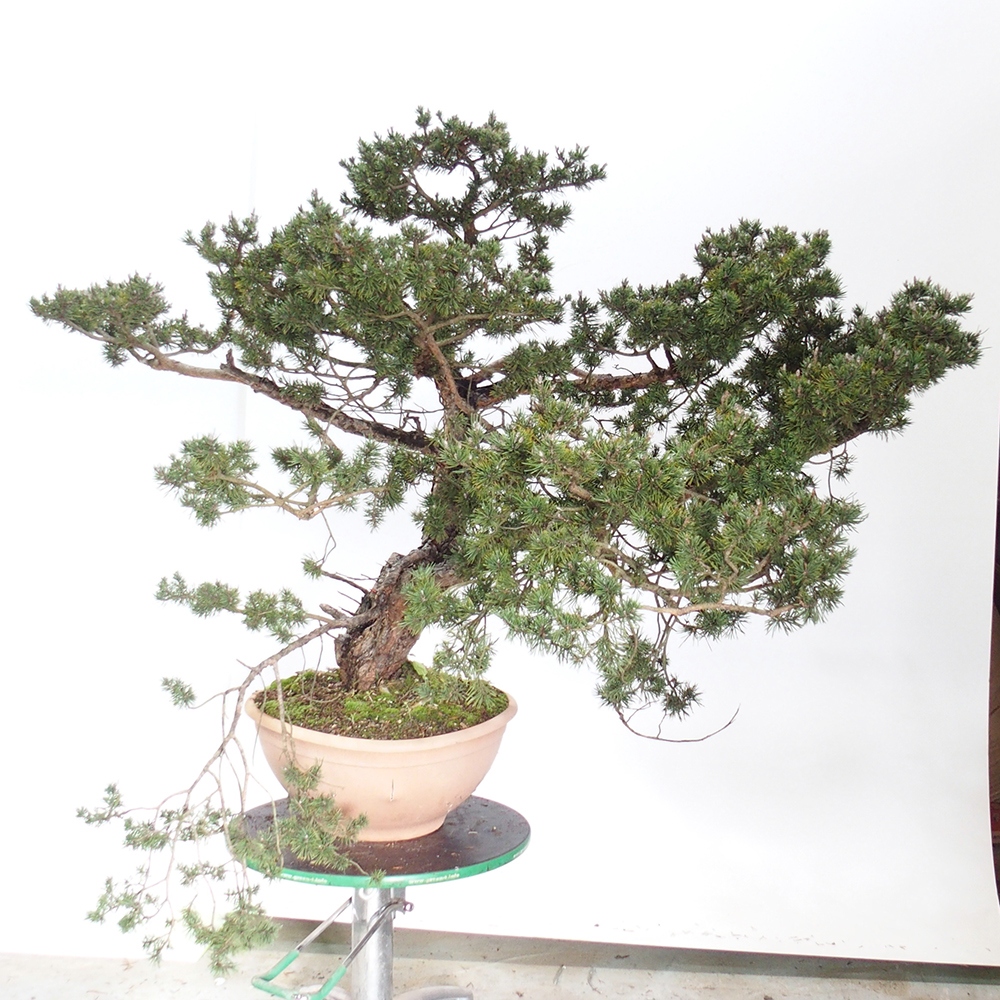 Yamadori - Pinus sylvestris Spanien