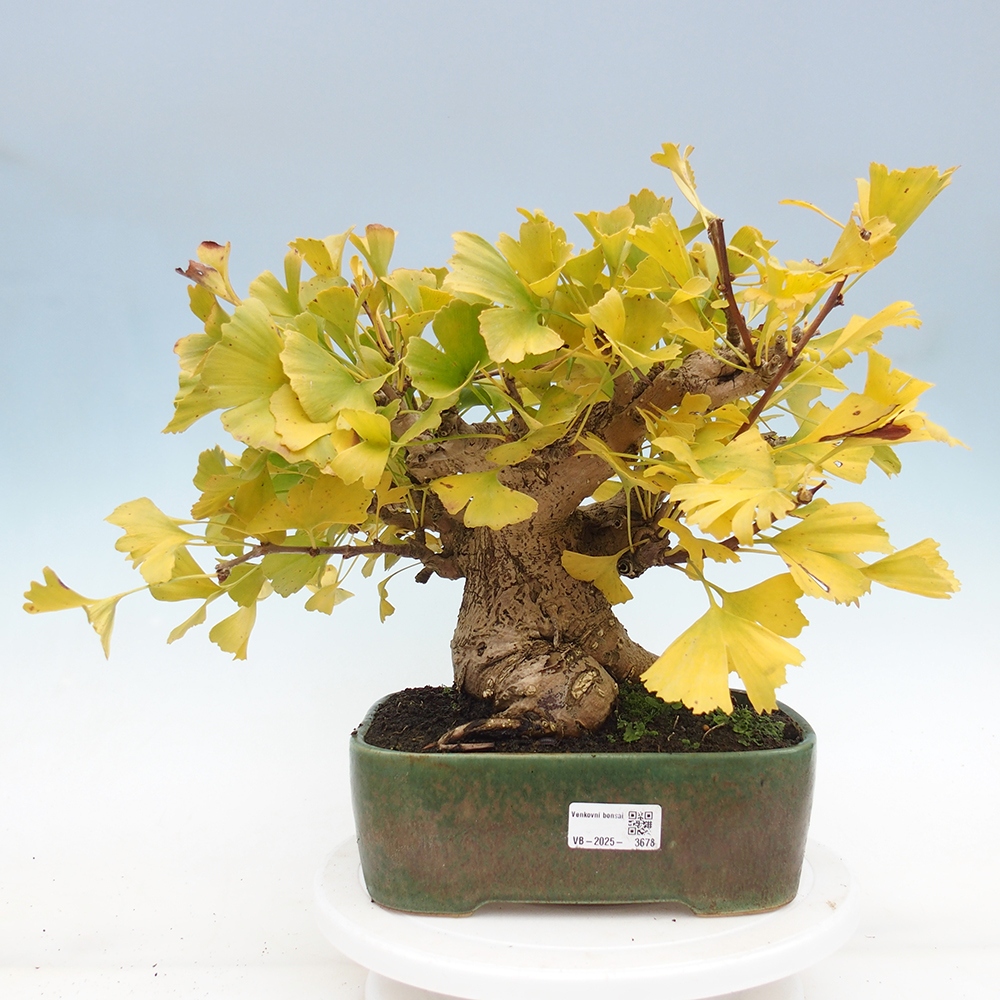 Bonsai für draußen - Ginkgo biloba - Ginkgo biloba