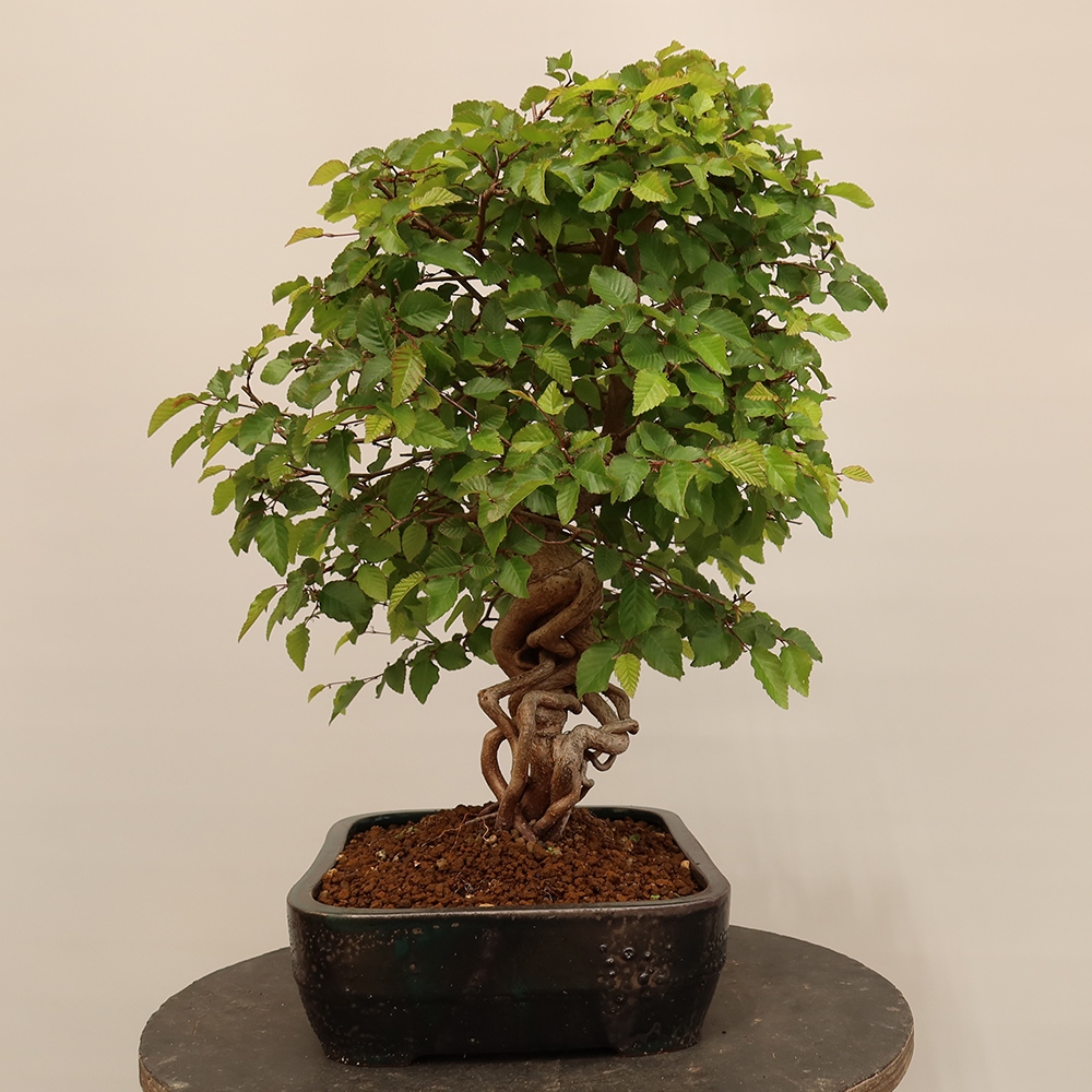 Bonsai für draußen - Karpinus Coreana - Koreanische Hainbuche