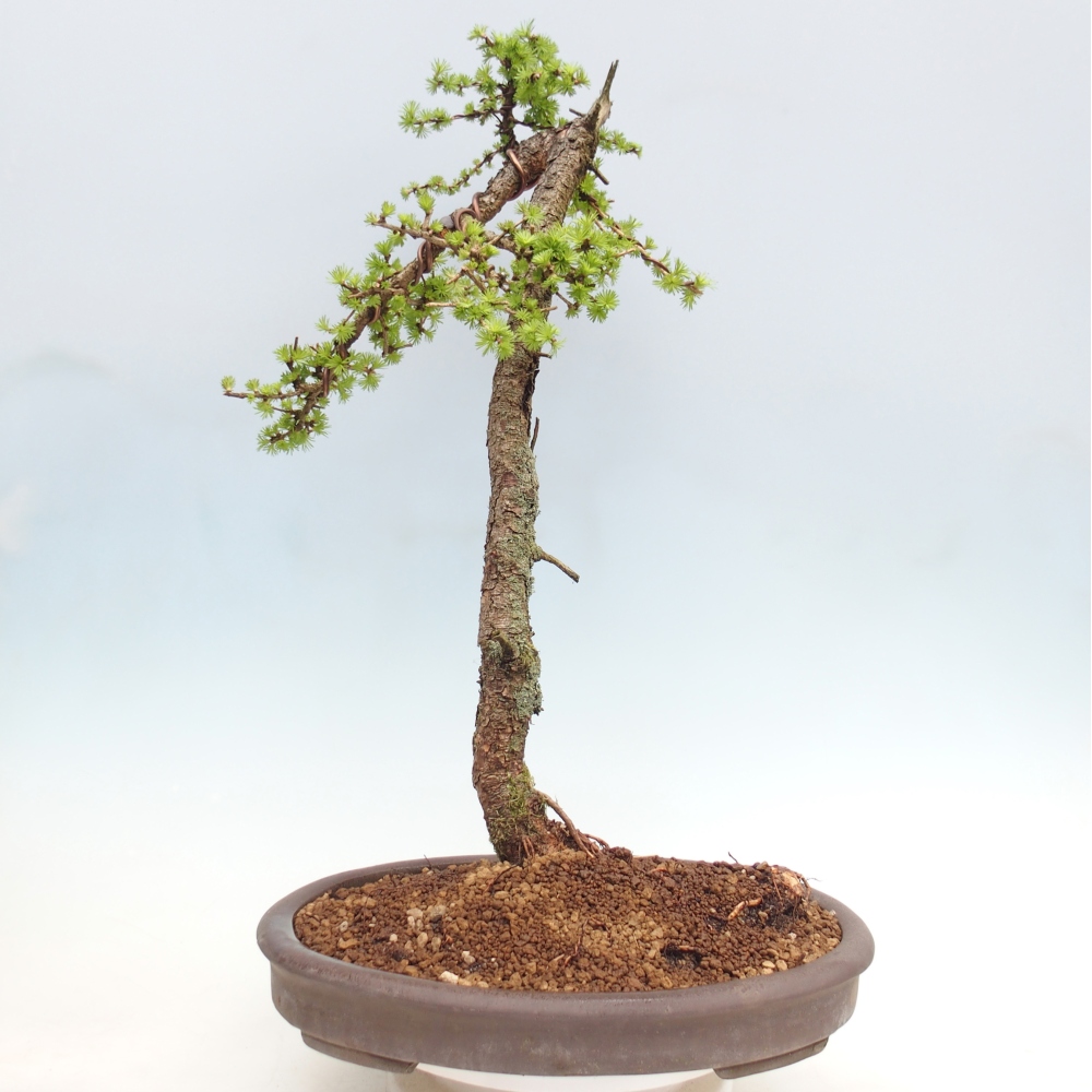 Outdoor-Bonsai -Larix decidua - Lärche - nur Palettentransport