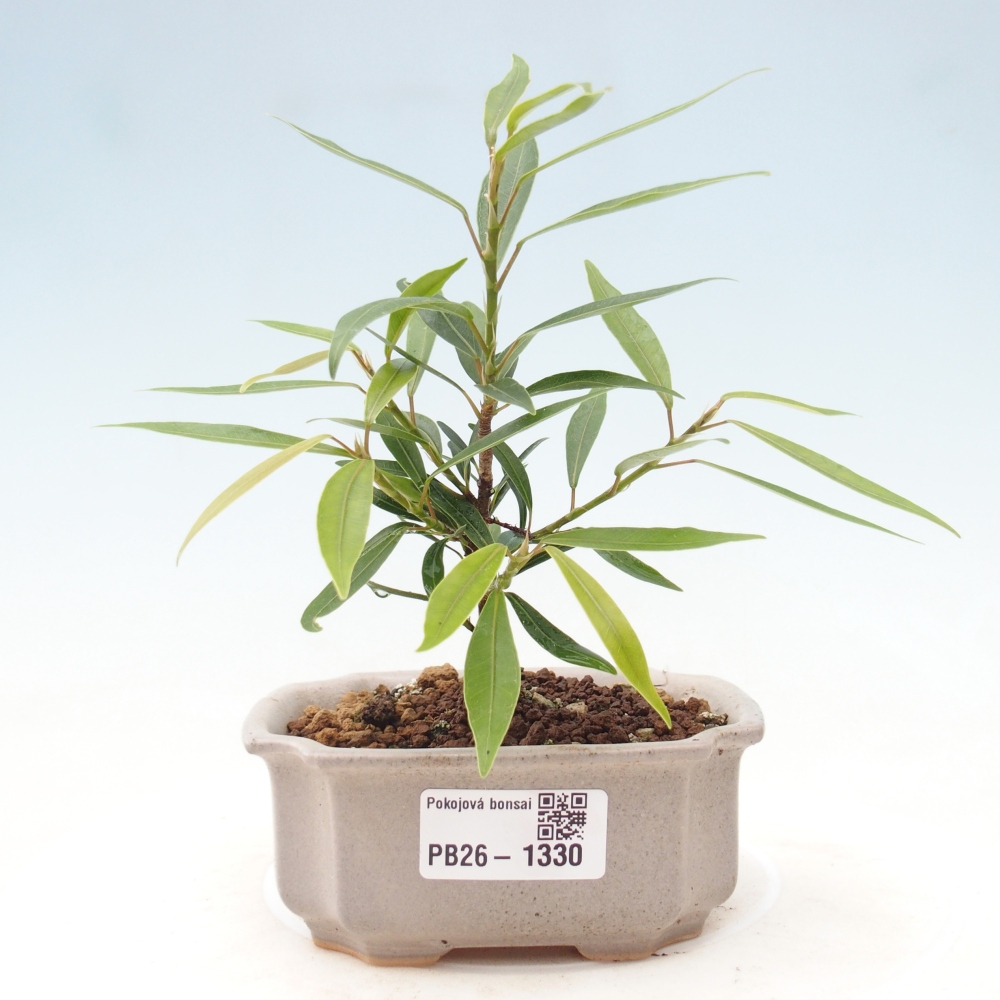 Zimmerbonsai - Ficus nerifolia - Kleinblättriger Ficus