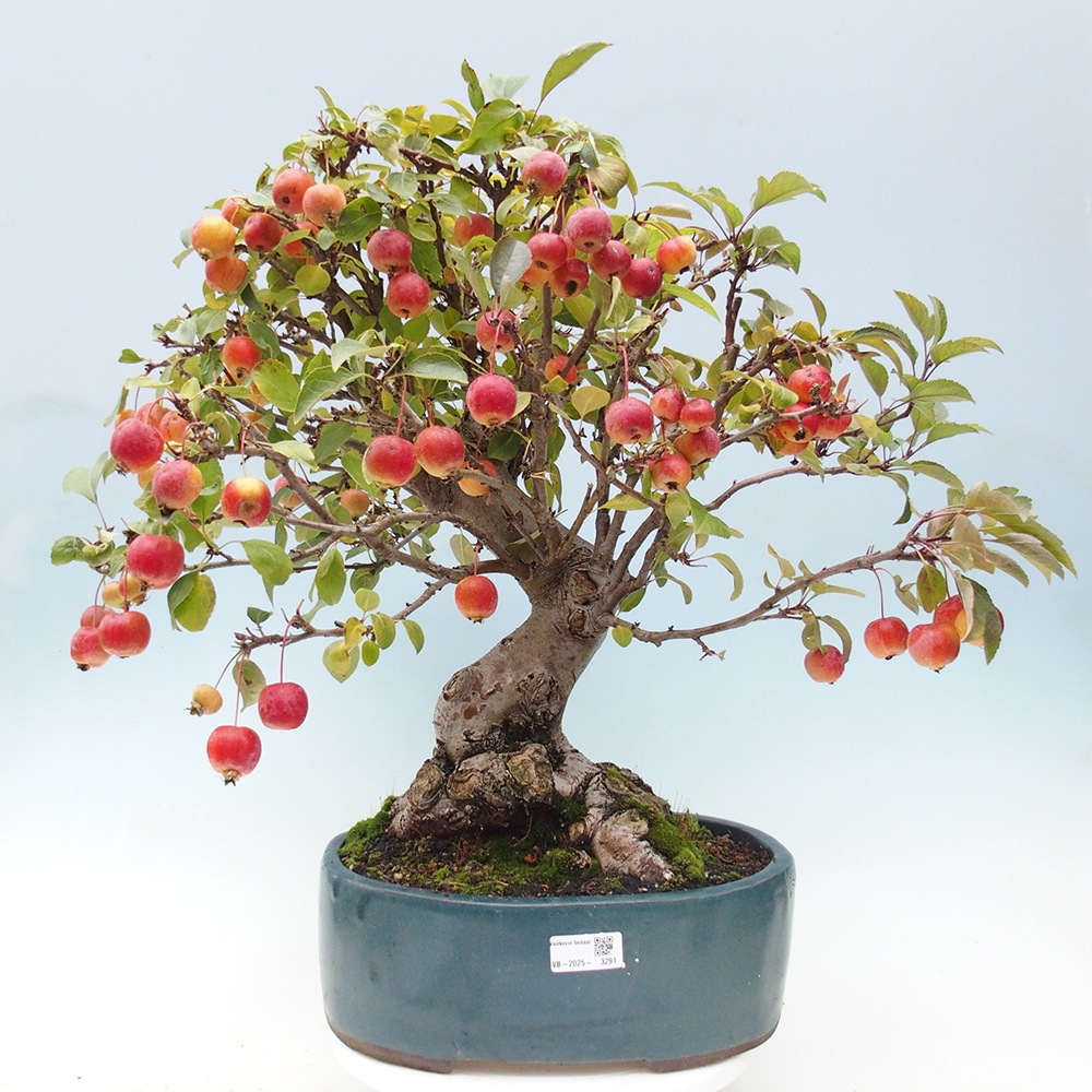 Outdoor-Bonsai -Malus halliana - Kleinfrüchtiger Apfelbaum