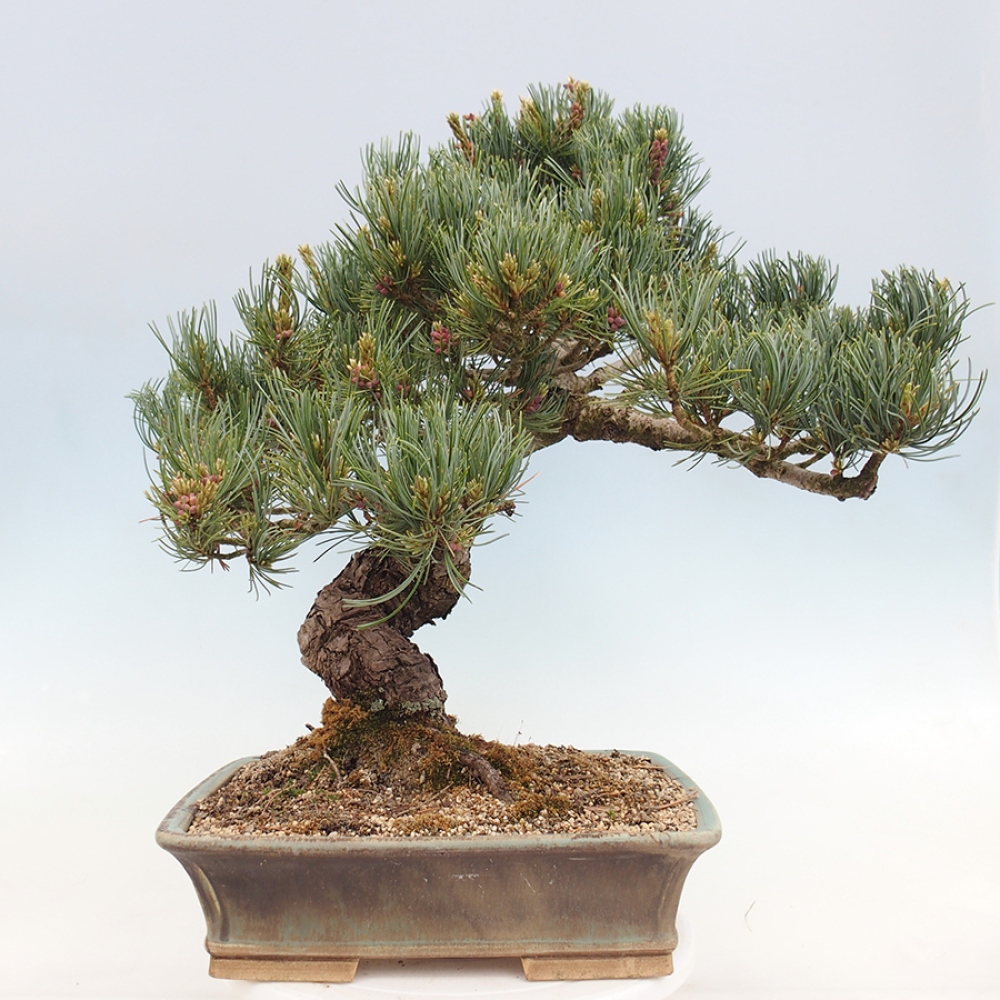 Bonsai für draußen - Pinus parviflora - Pinus parviflora