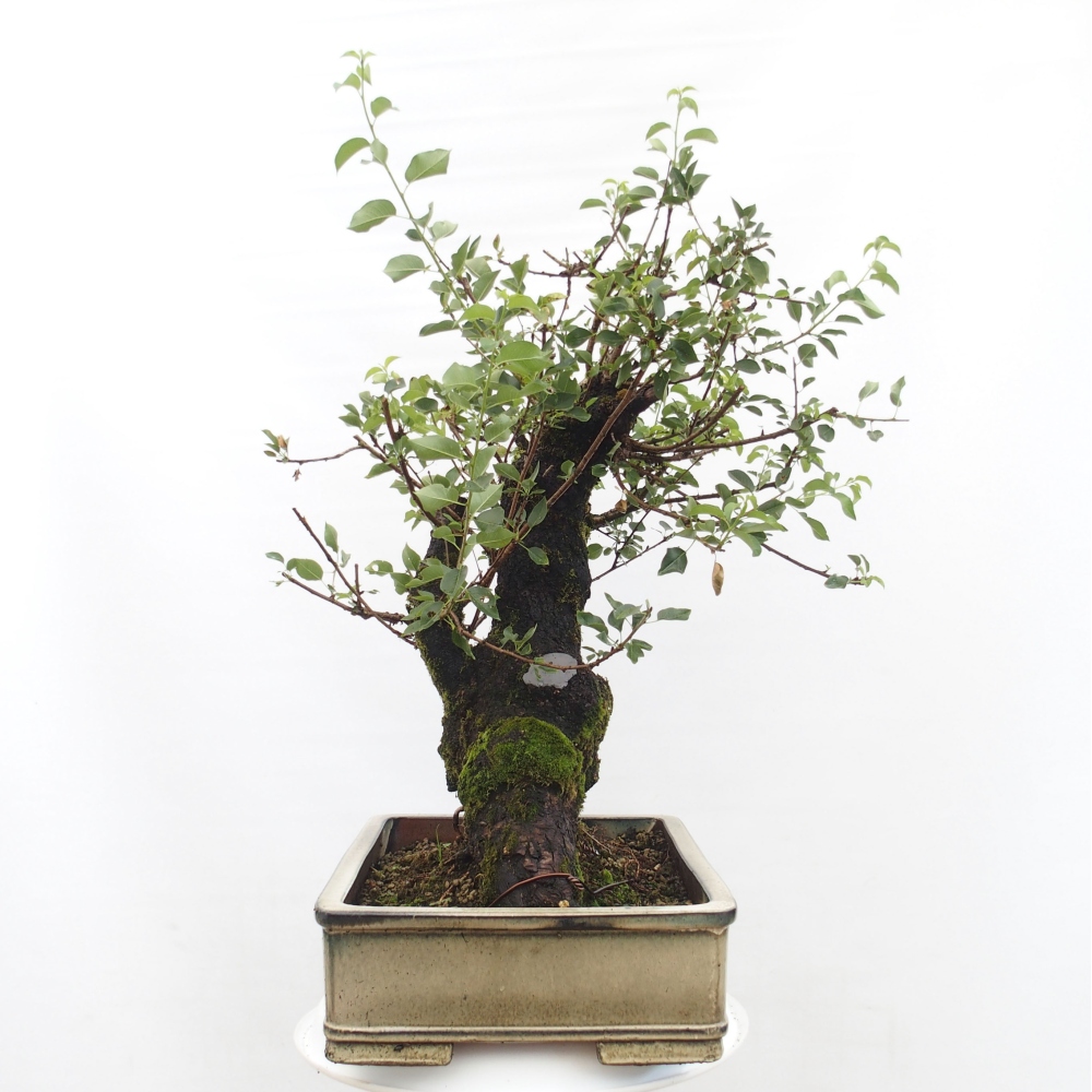 Bonsai für draußen - Mahalebka - Prunus mahaleb