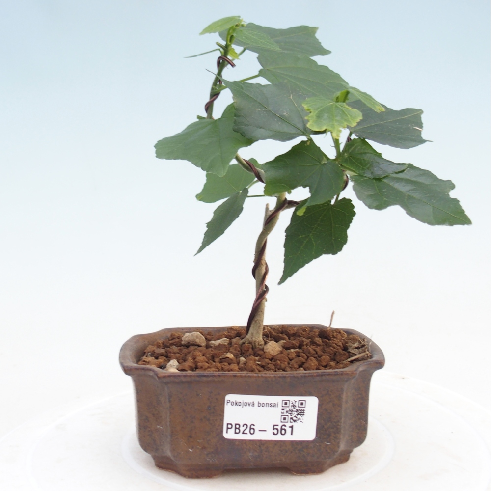 Zimmerbonsai - Malvaviscus arboreus