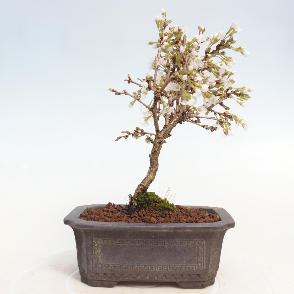 Bonsai für draußen - Prunus incisa Kojou-no mai-Plivon ausgeschnitten