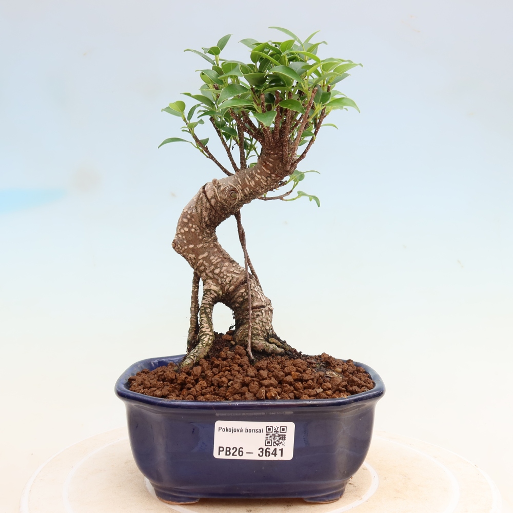 Zimmerbonsai - Ficus kimmen - Kleinblättriger Ficus