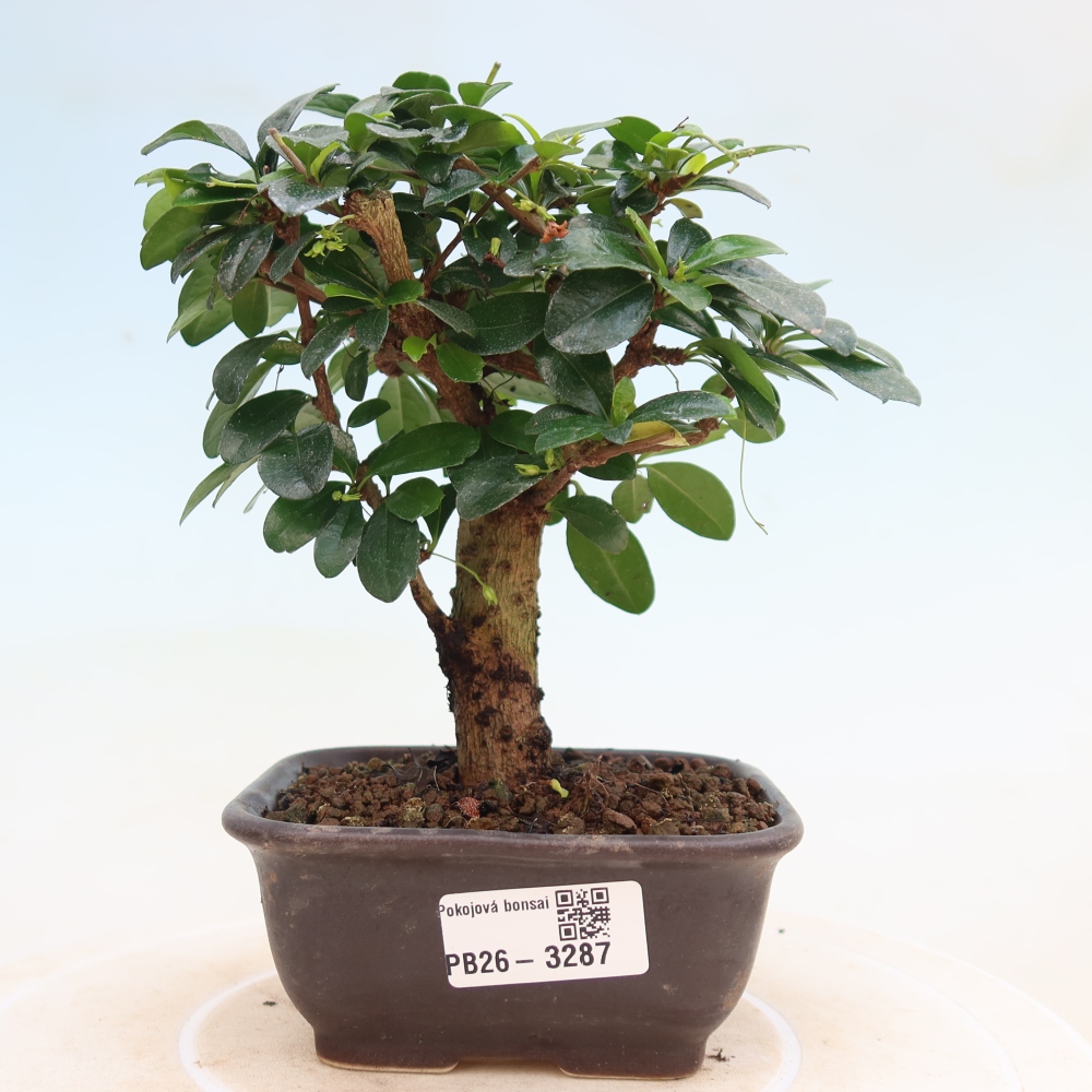 Zimmer-Bonsai - Carmona macrophylla - Tee-Fuki