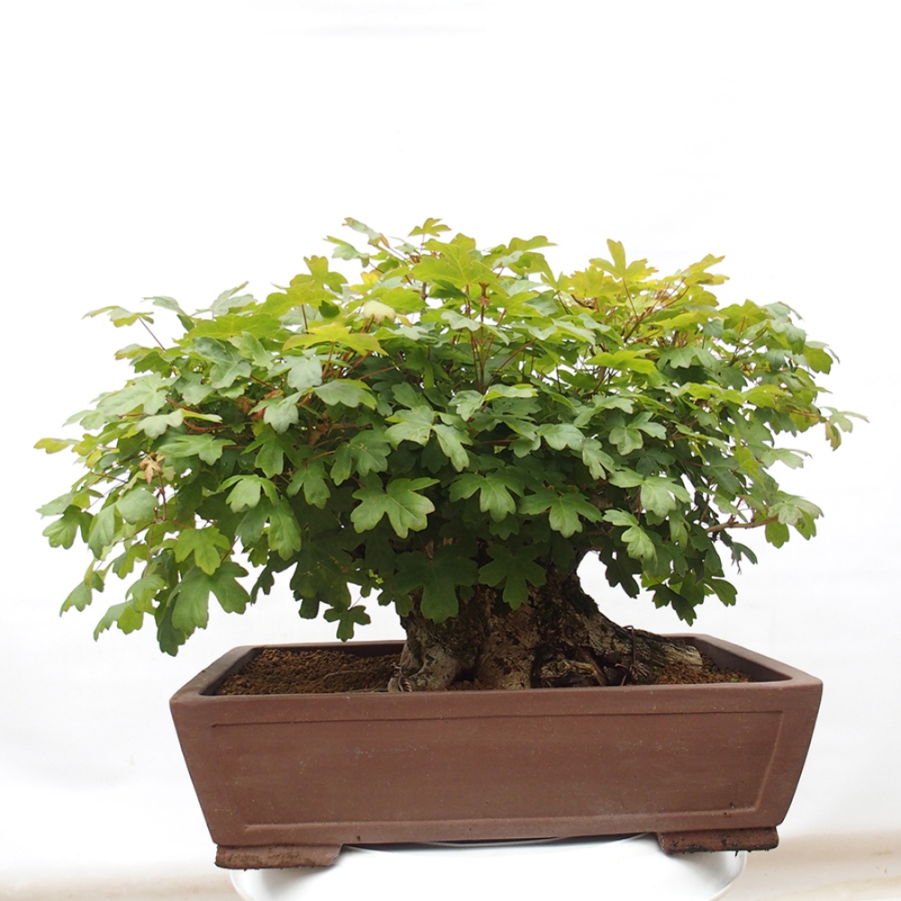 Bonsai für draußen -Javor babyka - Acer campestre
