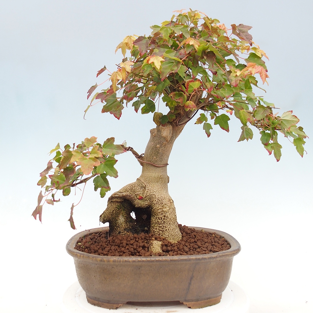 Bonsai für draußen - Acer Buergerianum - Bergahorn