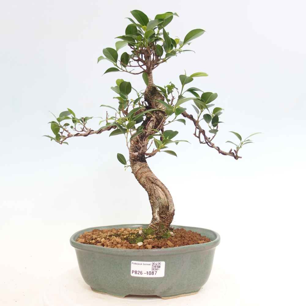 Zimmerbonsai - Ficus retusa - Kleinblättriger Ficus