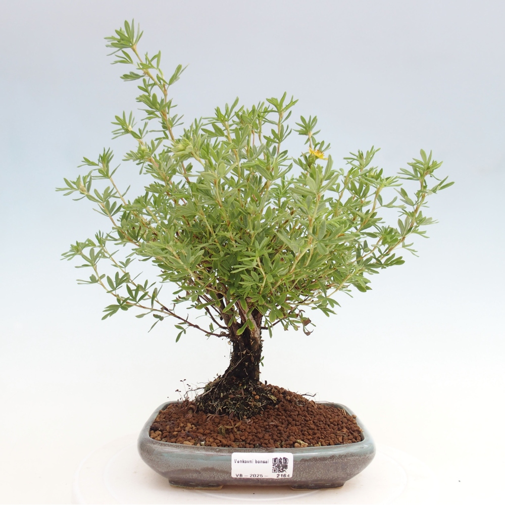Bonsai für draußen - Potentila fruticosa gelber Vogel