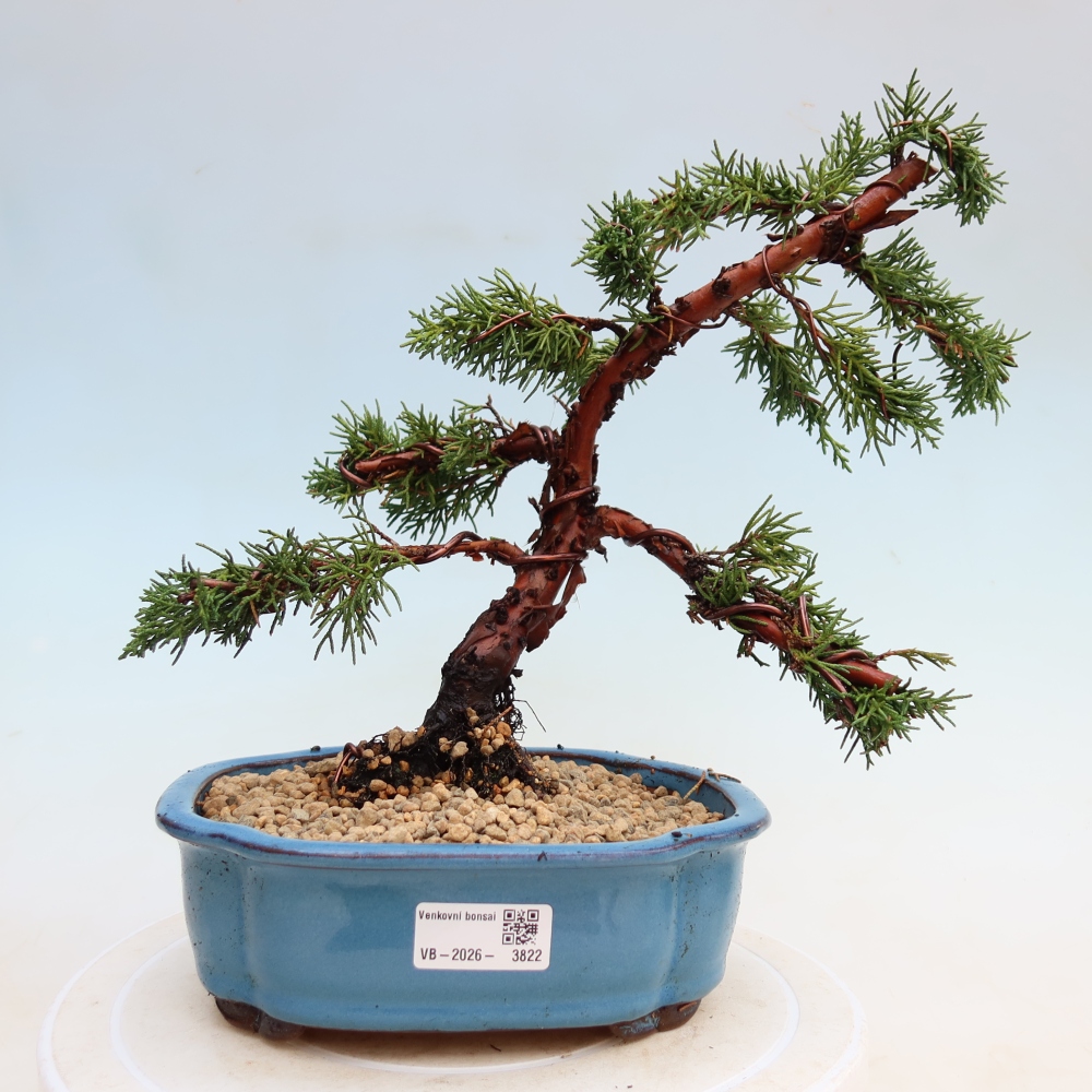 Bonsai für draußen - Juniperus chinensis Kishu