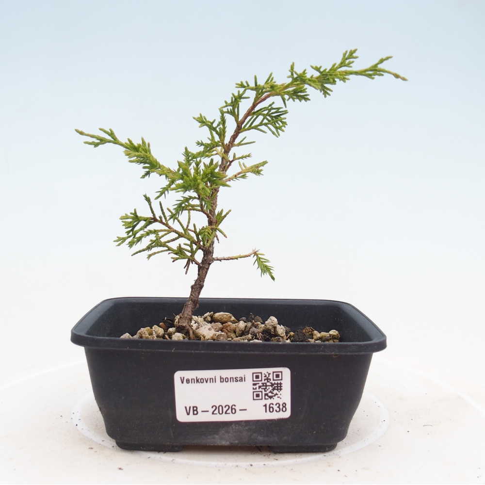 Bonsai für draußen - Juniperus chinensis Itoigawa