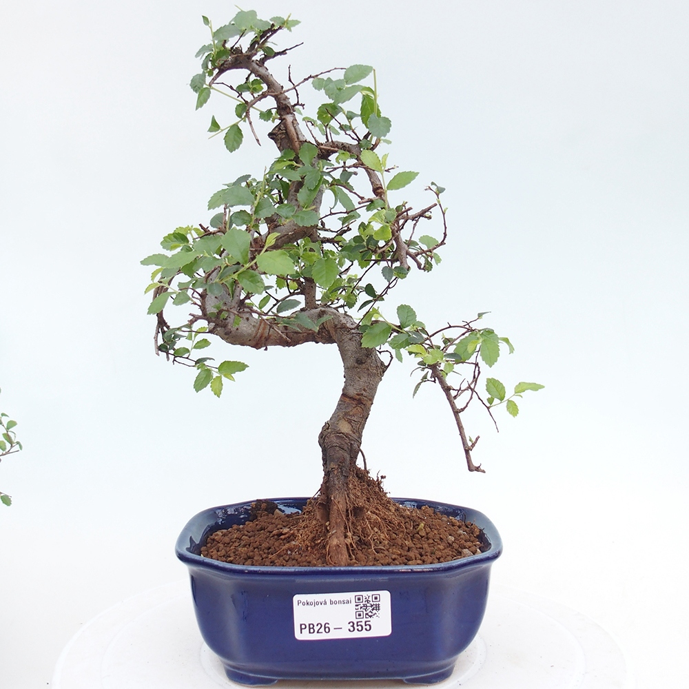 Zimmerbonsai - Ulmus parvifolia - Kleinblättrige Ulme