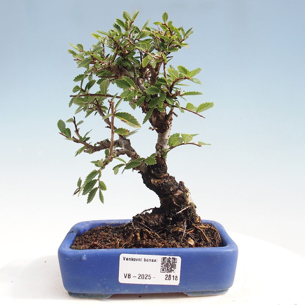 Bonsai für draußen - Zelkova - Zelkova NIRE