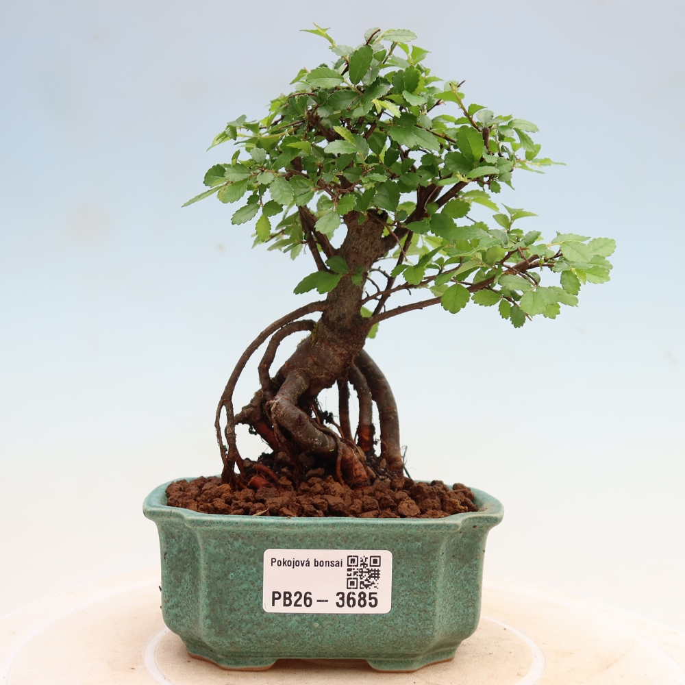 Zimmerbonsai - Ulmus parvifolia - Kleinblättrige Ulme