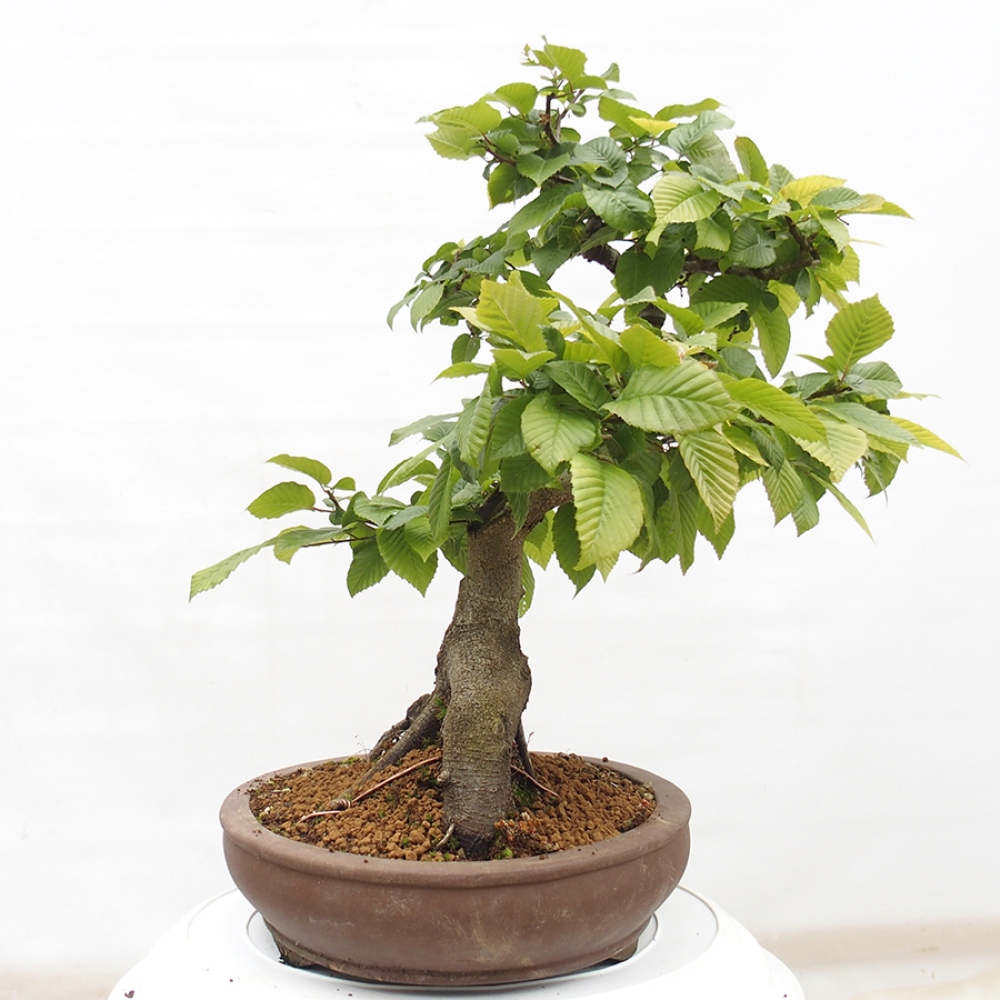 Bonsai für draußen - Hainbuche - Carpinus betulus