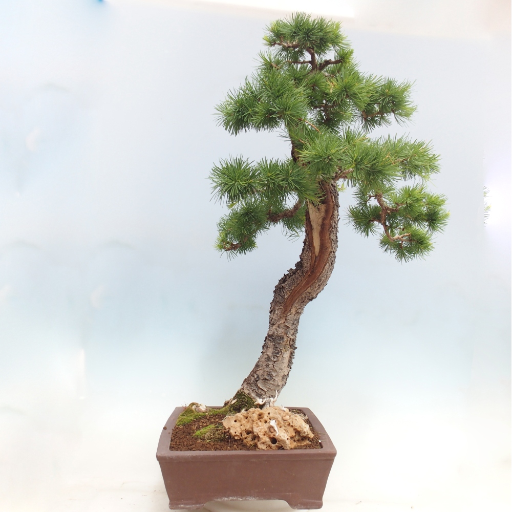 Bonsai für draußen -Larix decidua - Lärche