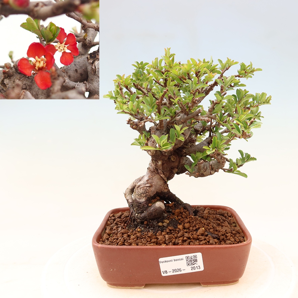 Bonsai für draußen - Chaneomeles speciosa Chojubai