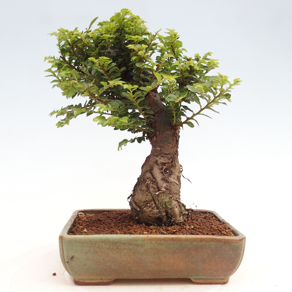 Bonsai für draußen - Ulmus parvifolia Hokkaido - Chinesische Ulme