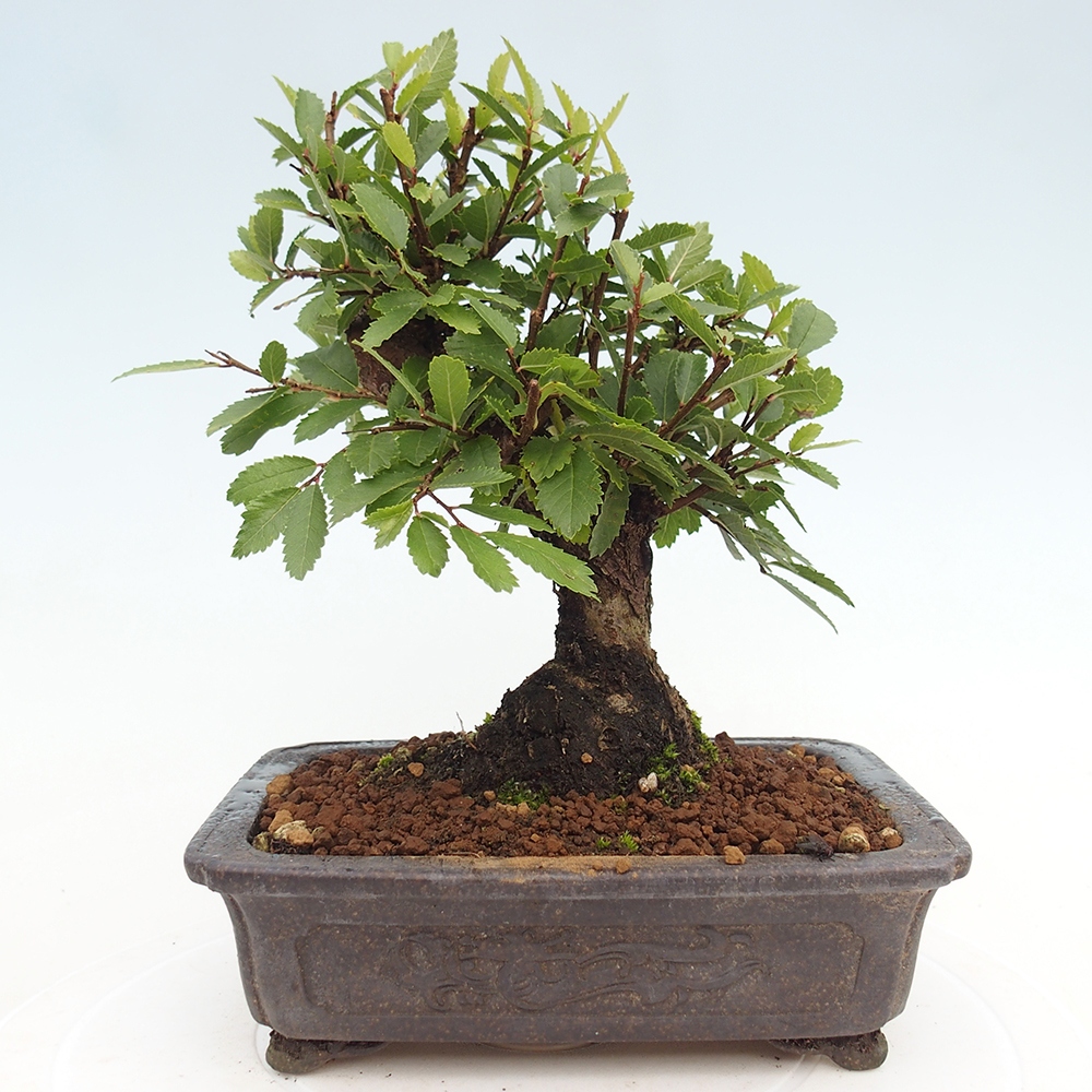 Bonsai für draußen - Zelkova - Zelkova NIRE