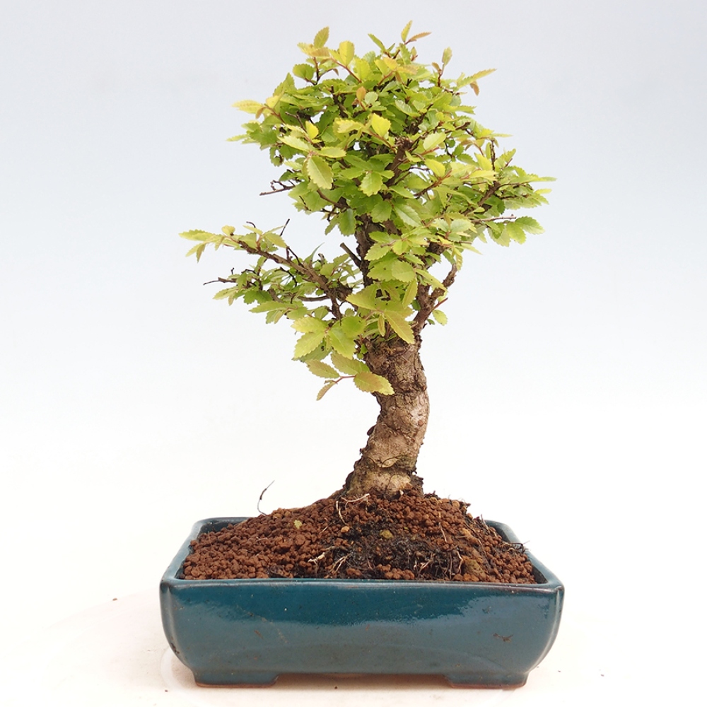 Bonsai für draußen - Zelkova - Zelkova NIRE
