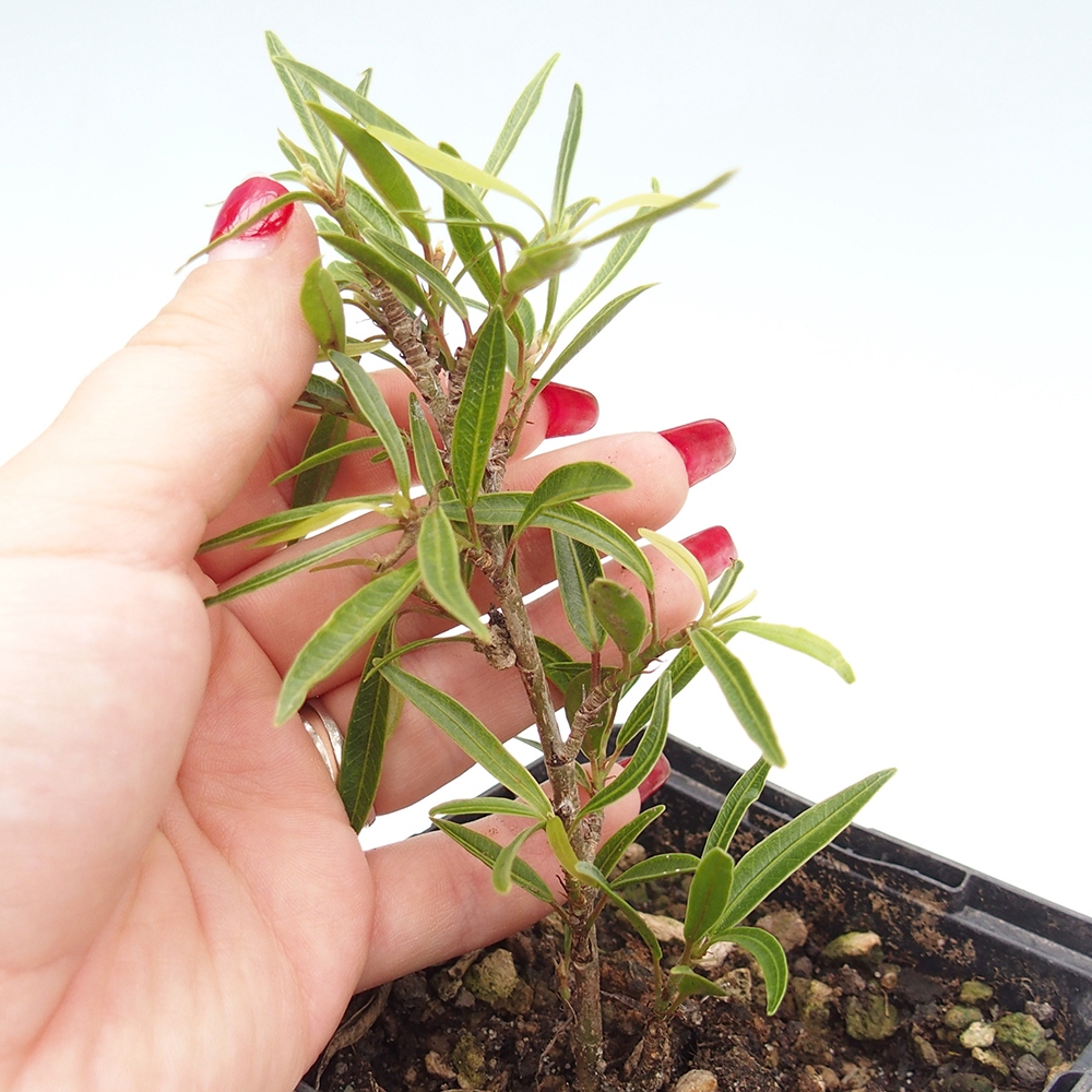 Zimmerbonsai - Ficus nerifolia - kleinblättriger Ficus im Container