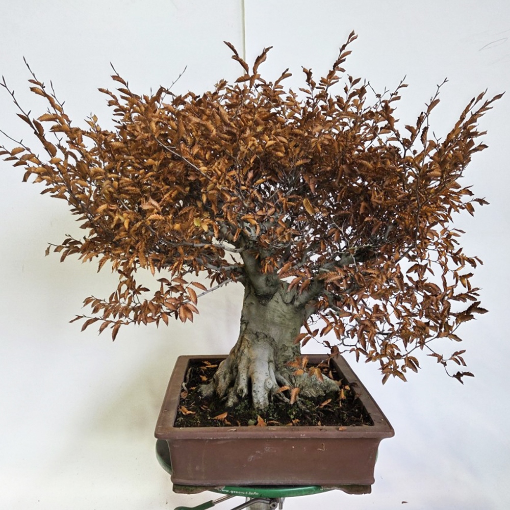 Bonsai für draußen - Fagus crenata