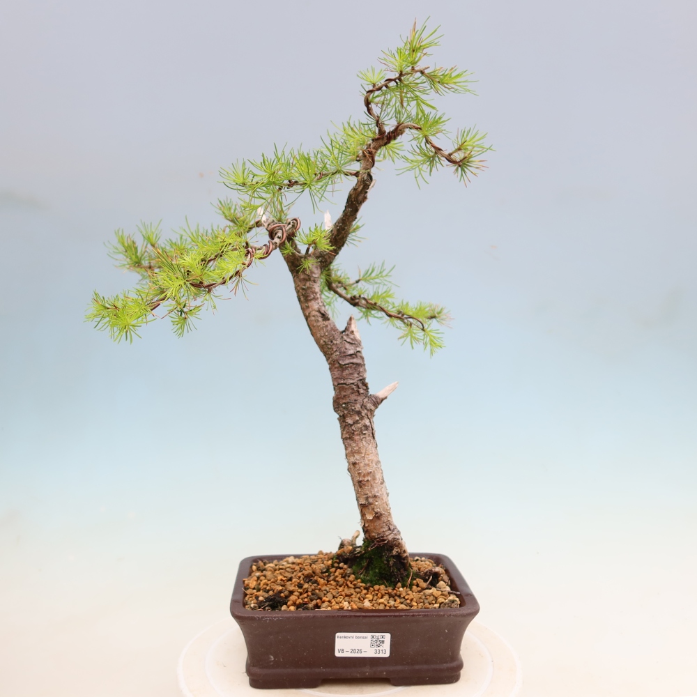 Bonsai für draußen -Larix decidua - Lärche