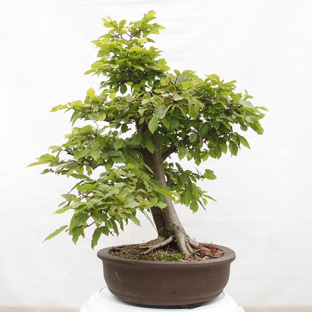 Bonsai für draußen - Hainbuche - Carpinus betulus